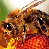 Baranya Megyei Önkormányzat részt vesz a Bee2Bee projektben