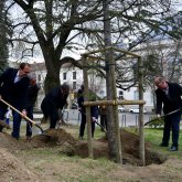 Faültetéssel indult a Csontváry emlékév a baranyai megyeszékhelyen