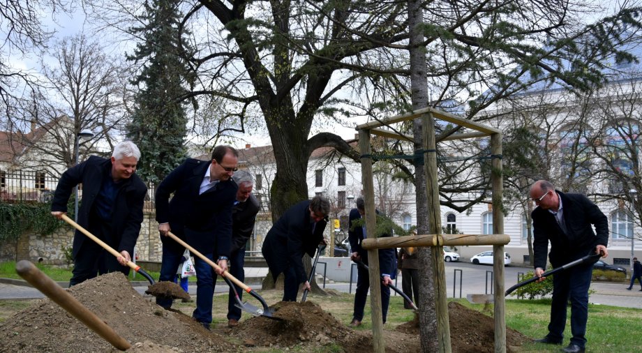 Faültetéssel indult a Csontváry emlékév a baranyai megyeszékhelyen