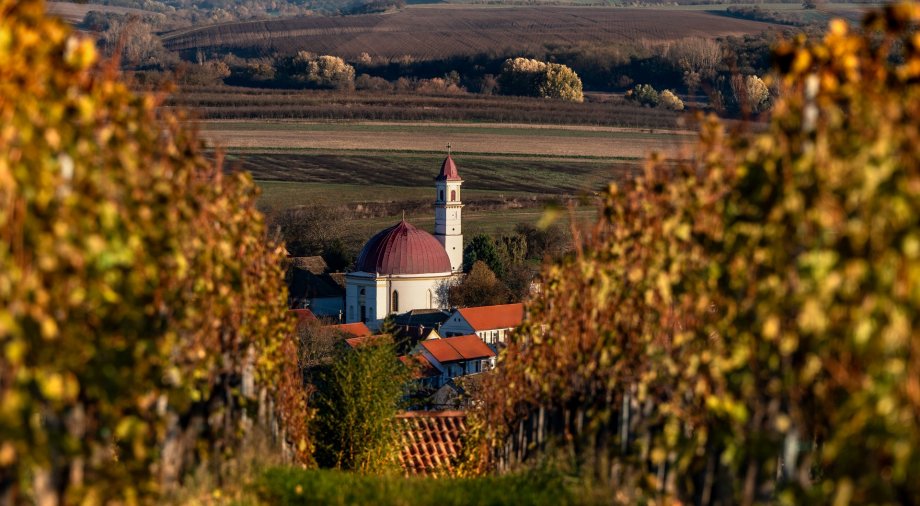 Turist&aacute;k ezreit cs&aacute;b&iacute;tja Barany&aacute;ba a Vill&aacute;nyi V&ouml;r&ouml;sborfesztiv&aacute;l